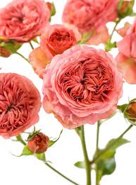 Pink Roses